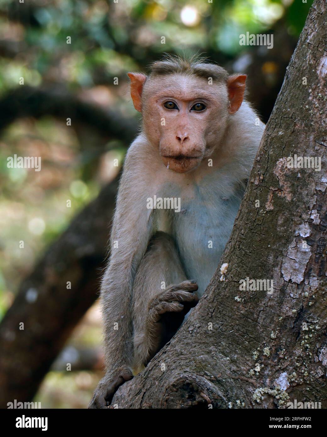 La scimmia Macaca (Macaca radiata), nota anche come zati, è una specie di macaco endemica dell'India meridionale. in primo piano Foto Stock