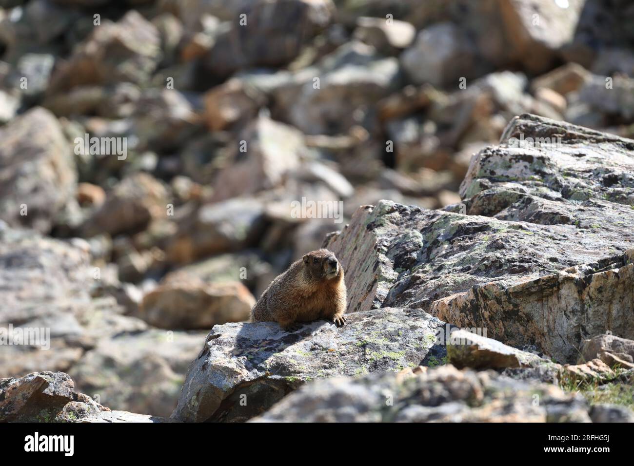 Fauna selvatica del Colorado, marmotta Foto Stock