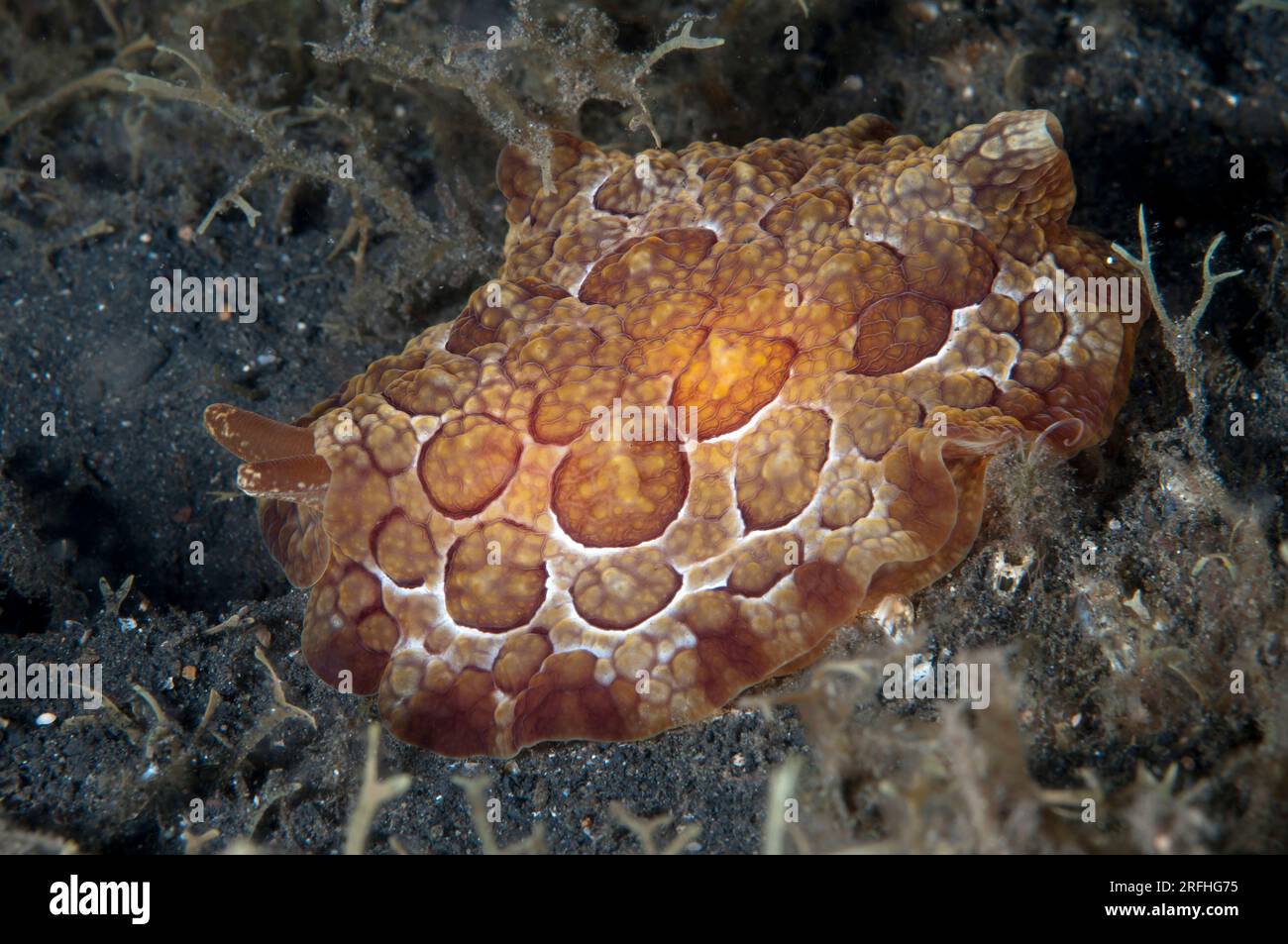 Pleurobranchus di Forskal, Pleurobranchus forskalii, sito di immersione TK1, stretto di Lembeh, Sulawesi, Indonesia Foto Stock