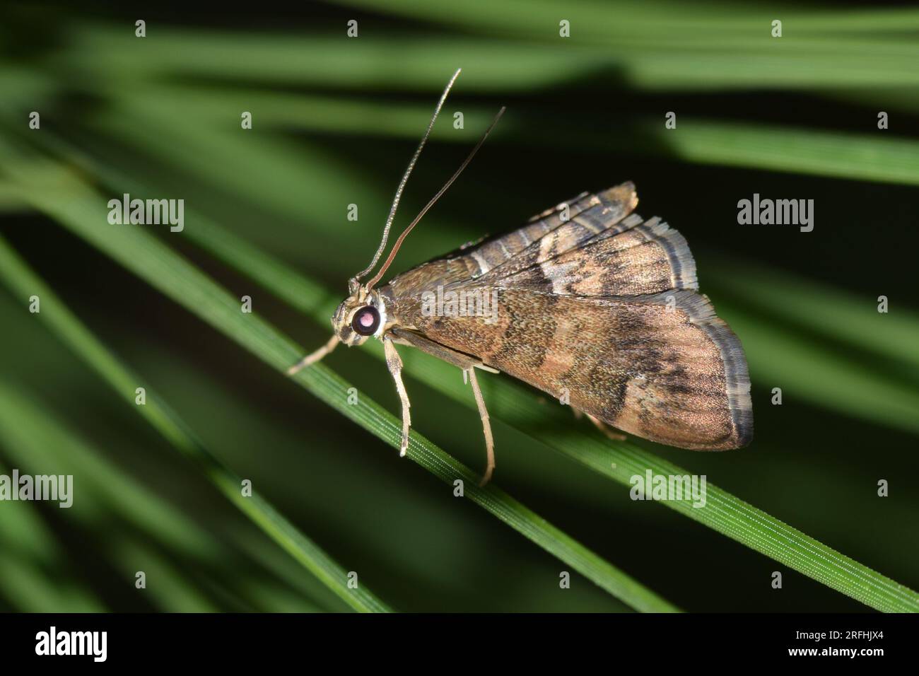 La notte a Houston, Texas, si trova una falena di barbabietola maculata (Hymenia perspectalis) su aghi di pino. Ordine dei lepidotteri di specie di insetti che si trova in tutto il mondo. Foto Stock