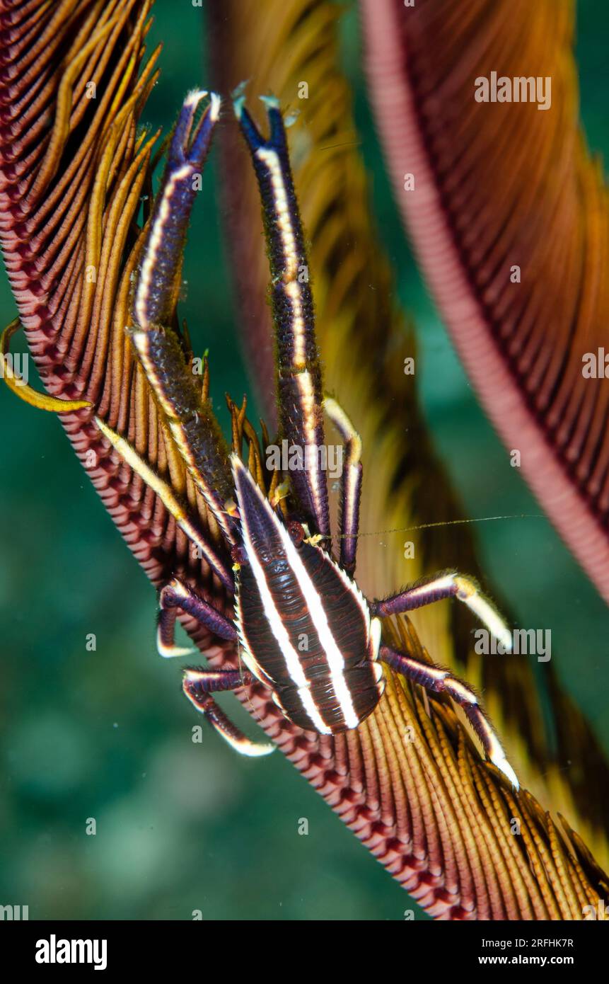 Elegant Squat Lobster, Allogalathea elegans, su Crinoid, Comatulida Order, sito di immersione Critters, Pantar Island, vicino ad Alor, Indonesia Foto Stock