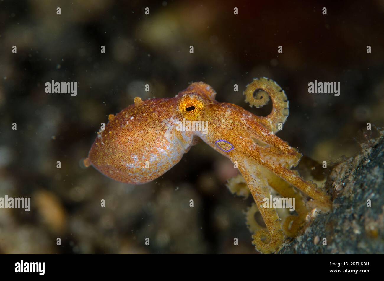 Poison Ocellate Octopus, Octopus mototi, Critters dive site, Pantar Island, vicino ad Alor, Indonesia Foto Stock