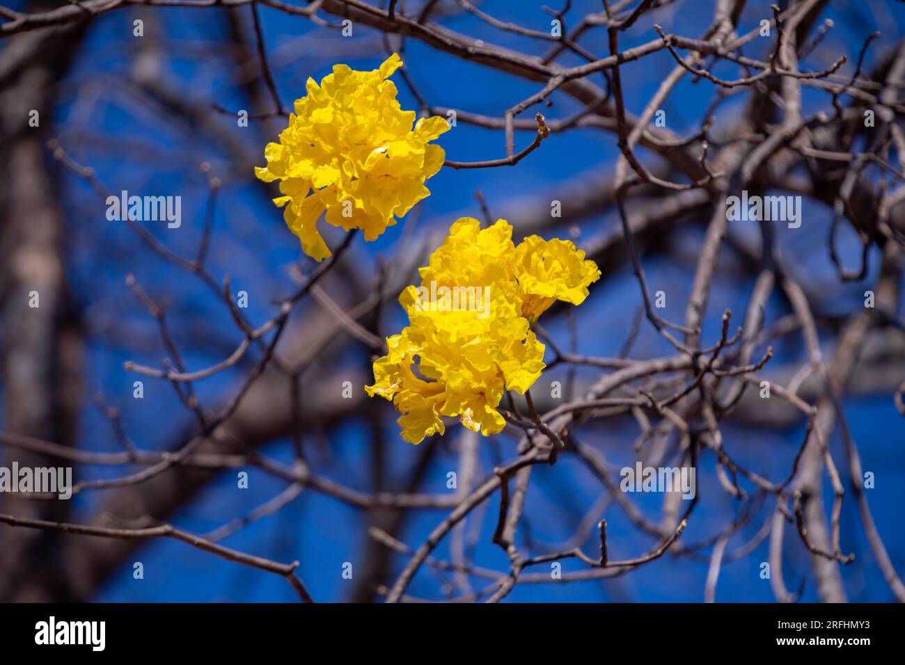 Meraviglioso albero giallo ipê contro il cielo blu: L'albero della tromba d'oro (Handroanthus albus). Foto Stock