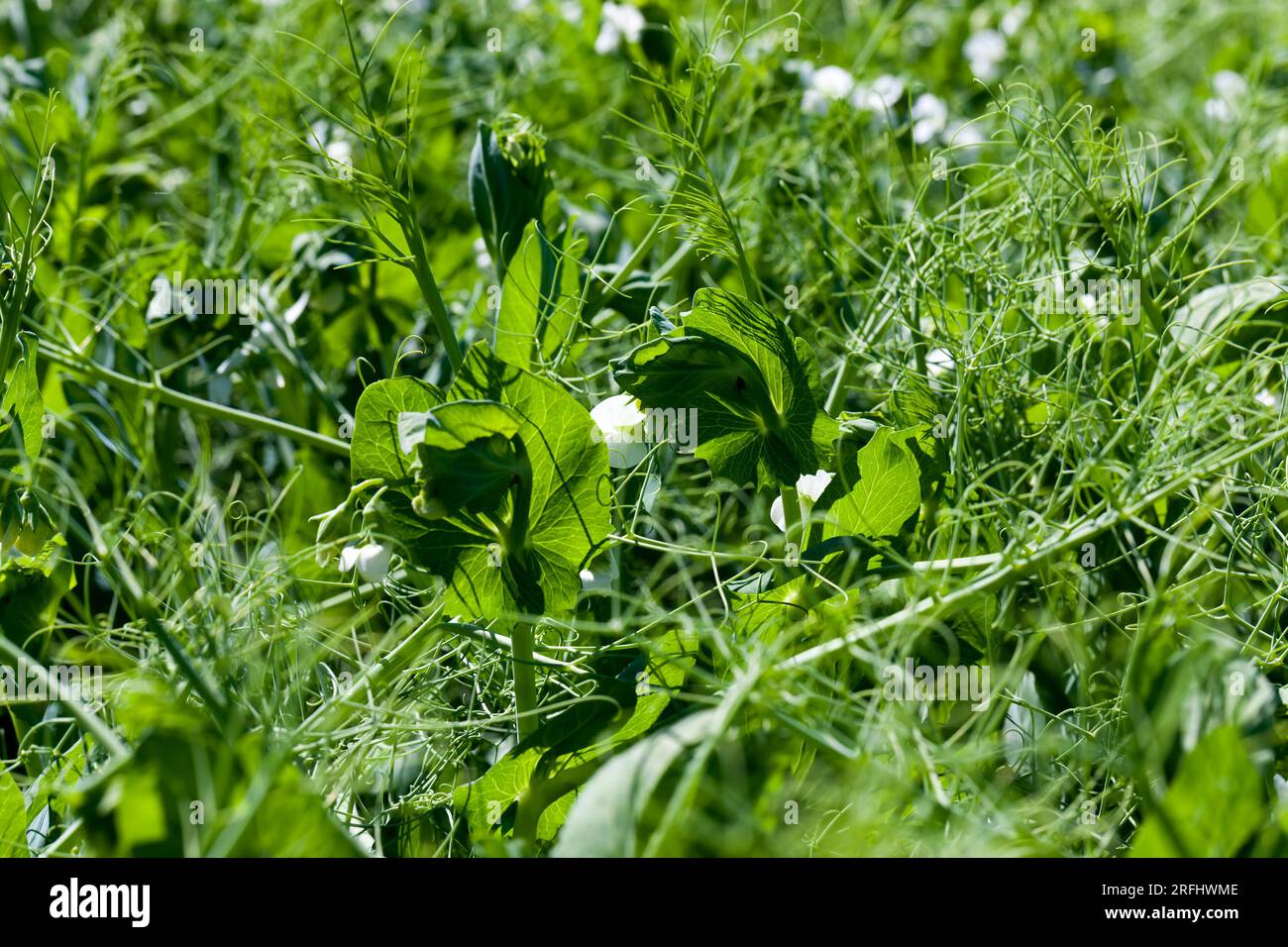 un campo agricolo dove crescono i piselli verdi, i piselli fioriscono con fiori bianchi nella stagione estiva Foto Stock