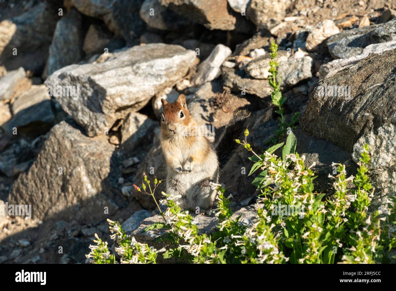 Chubby Little Squirrel fa una sosta su Rocks accanto al Trail nel Grand Teton National Park Foto Stock