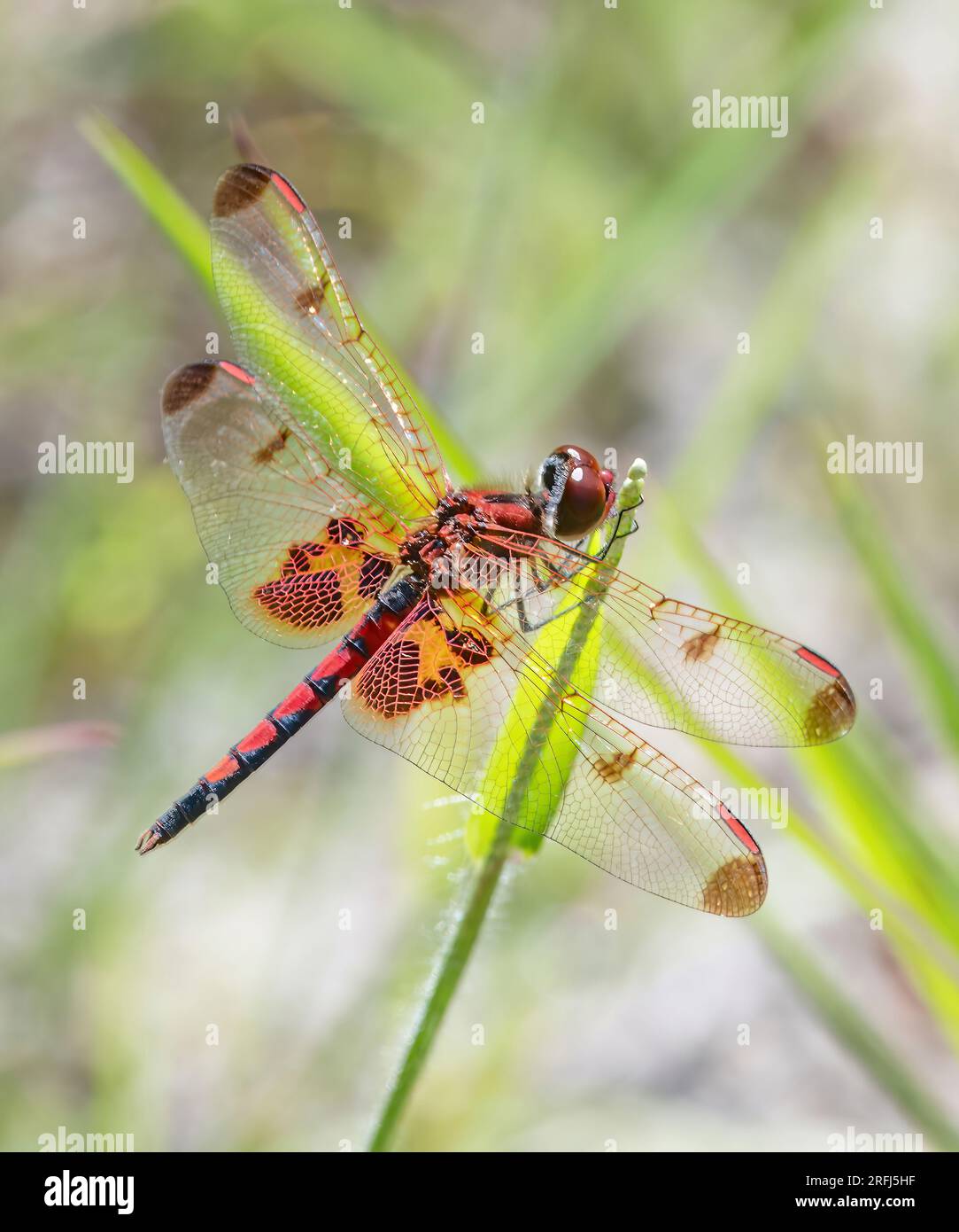 Maschio Calico Pennant Dragonfly a Washburn Park, Marion, Massachusetts Foto Stock