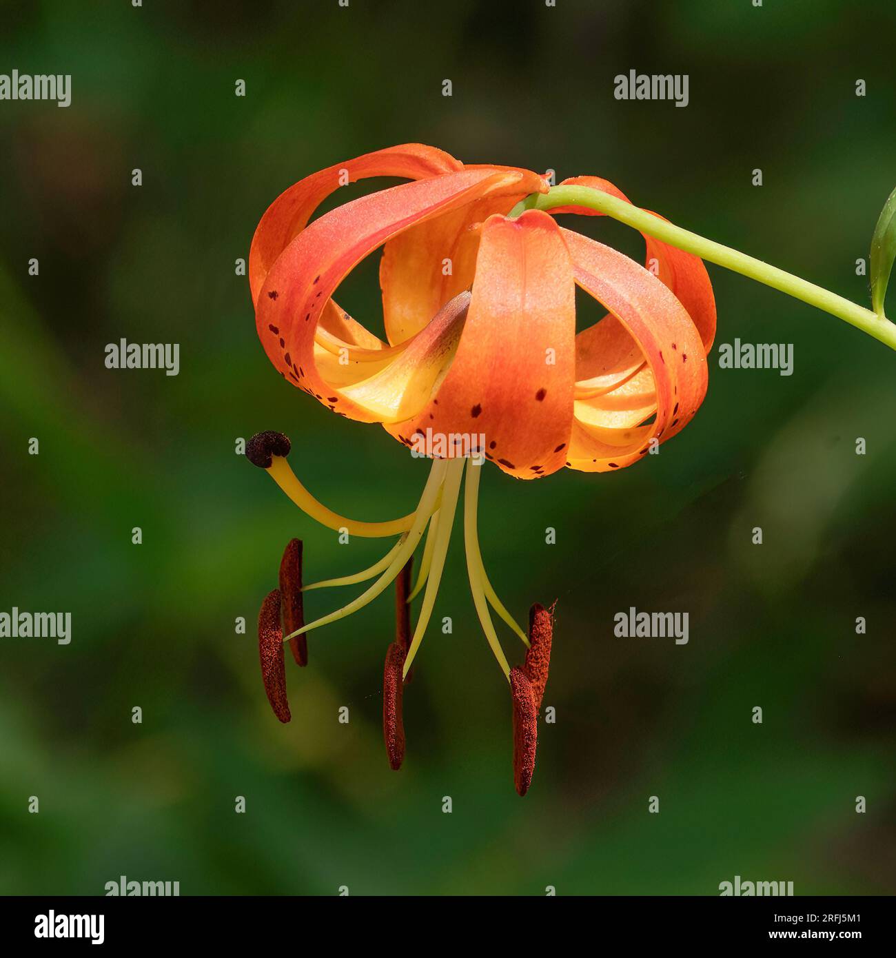 Tiger Lily on North River Overlook Trail, Acushnet River Reserve, Massachusetts Foto Stock