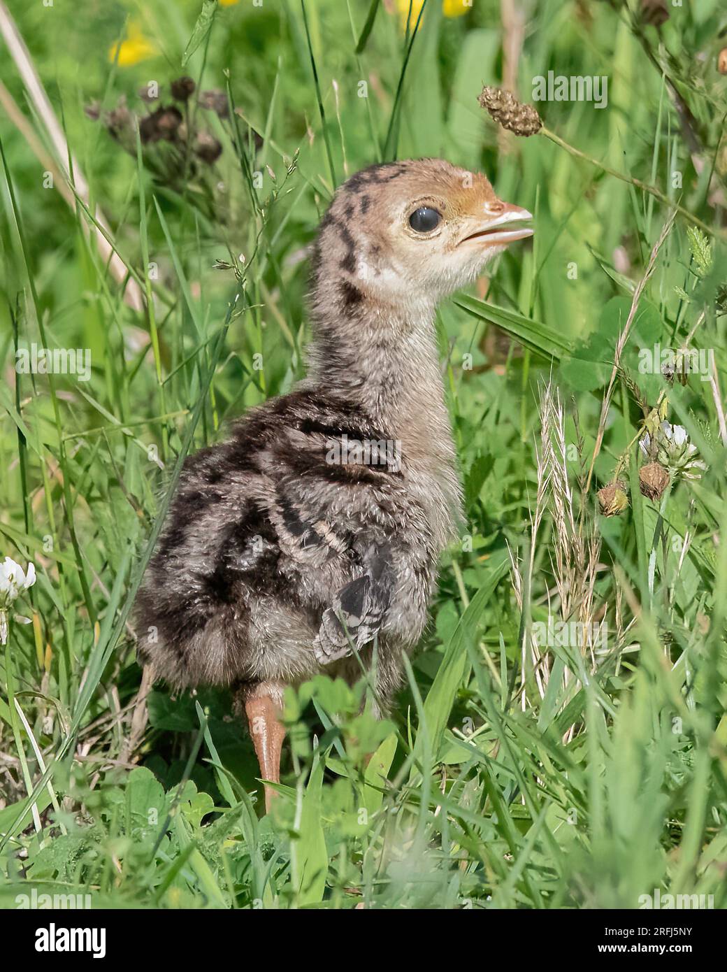 Wild Turkey Chick on Eight Rod Farm Trail, Tiverton, Rhode Island Foto Stock