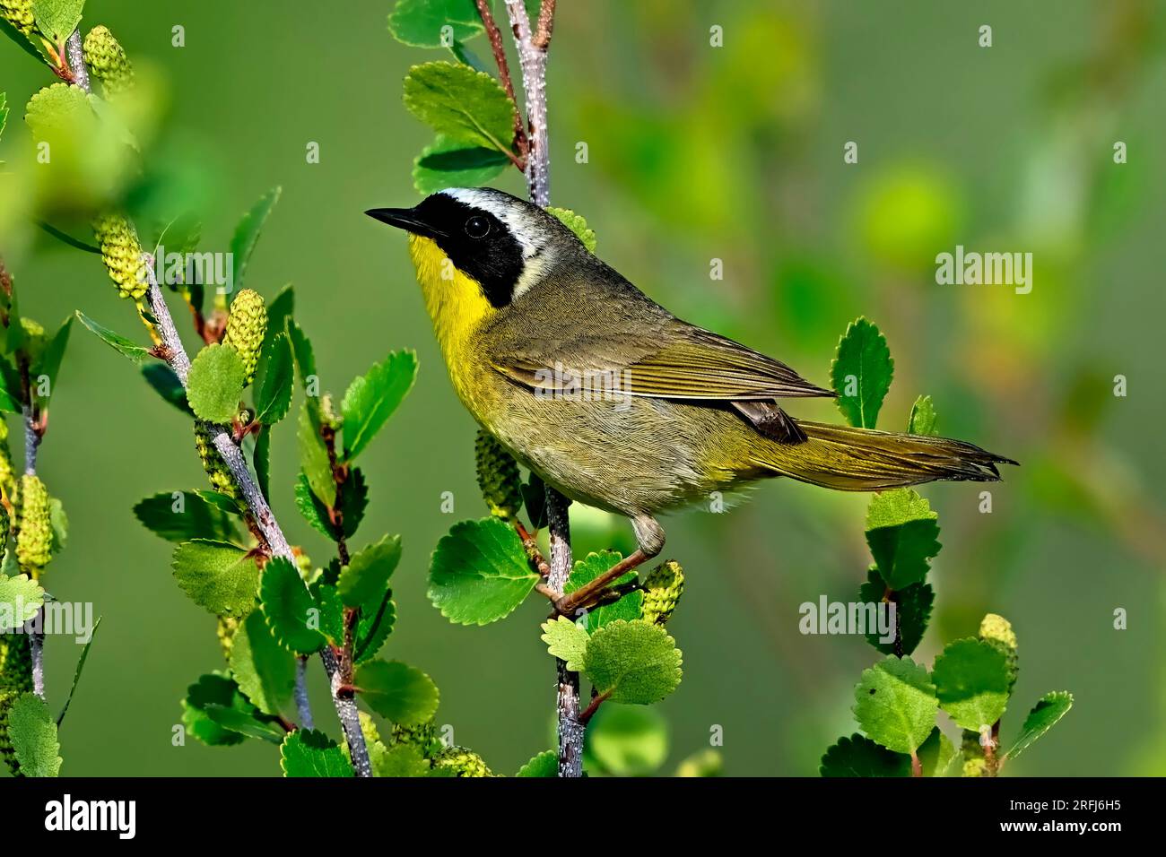 Un comune maschio Warbler dalla gola gialla, "Geothlypis trichas", che caccia insetti per nutrire i suoi pulcini affamati nel suo habitat boschivo Foto Stock