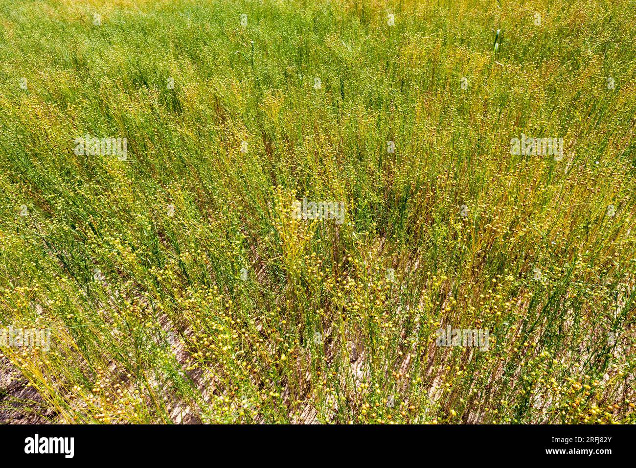 un campo agricolo in cui il lino viene coltivato per la produzione di tessuti di lino, il lino verde pronto per la raccolta Foto Stock