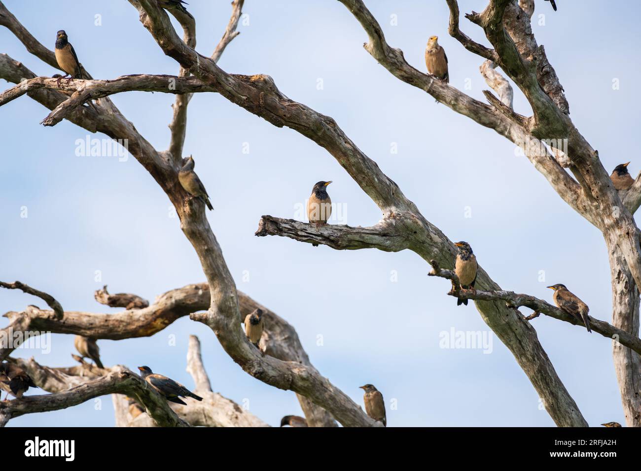 Stormo di uccelli Rosy starling che cinguettano su un albero morto sparato nel parco nazionale di Bundala. Foto Stock