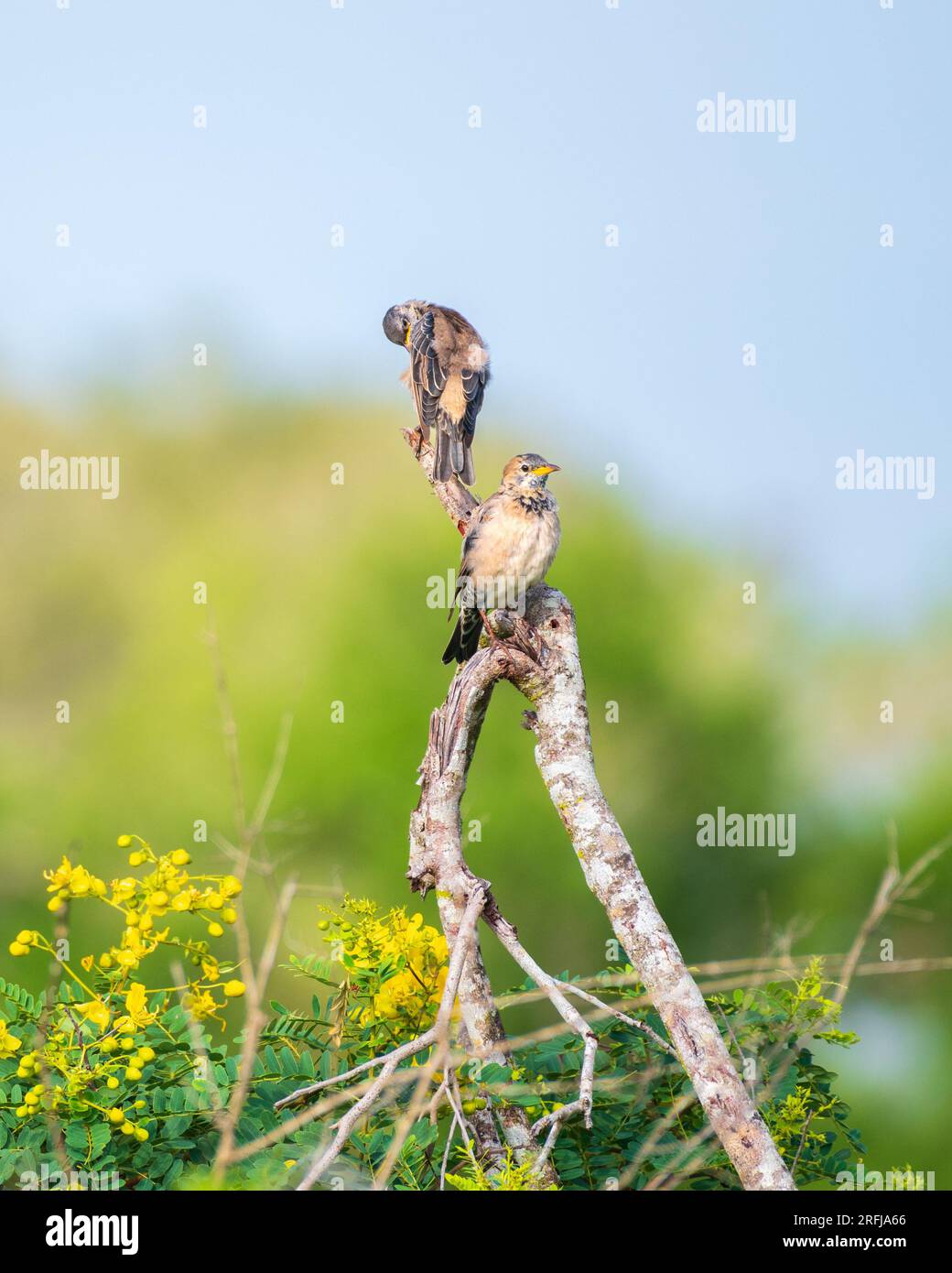Due starlings di Rosy su un ramo di albero morto, che prendono il sole al mattino e puliscono le piume al parco nazionale di Bundala. Splendido sfondo naturale. Foto Stock