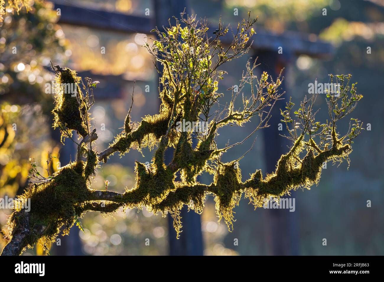 Rami di alberi di licheni nella foresta nuvola di Montane della luce mattutina di Horton Plains retroilluminata. Foto Stock