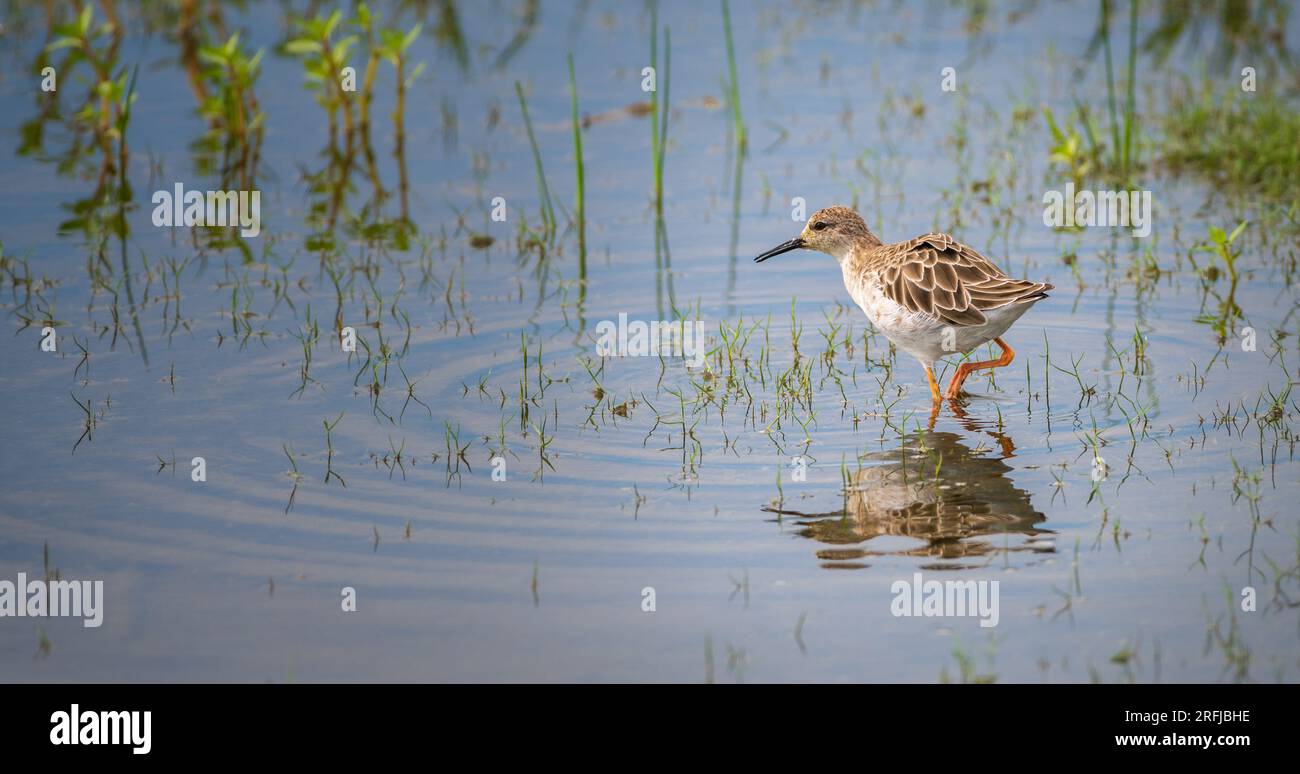 Foto ravvicinata di Ruff (Calidris Pugnax), un bellissimo uccello migratorio di medie dimensioni che si trova nel parco nazionale di Bundala, Sri Lanka. Foto Stock