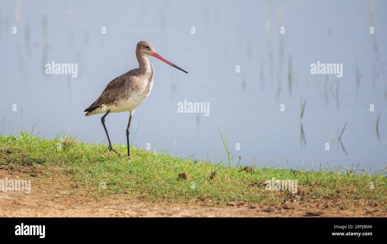 Bellissimo ritratto di dea dalla coda nera, uccello da Dio sulle rive erbose della laguna al parco nazionale di Bundala, Sri Lanka. Foto Stock