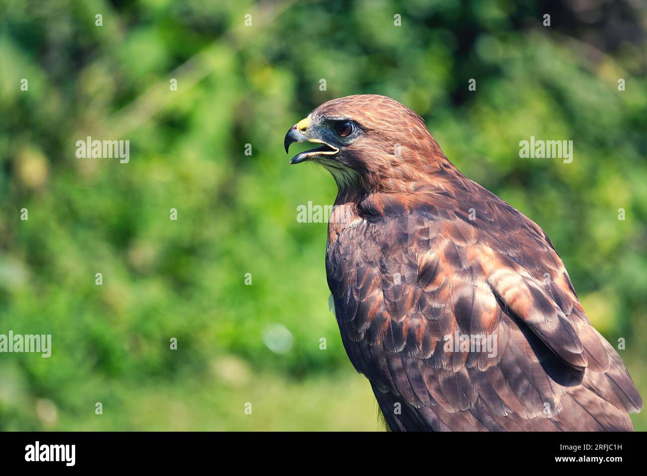 Red Tailed Hawk Close-up: Un'estrema vista ravvicinata della testa e delle spalle di un rapace dalla coda rossa con becco aperto e lasciato sopra la preda di Be Foto Stock