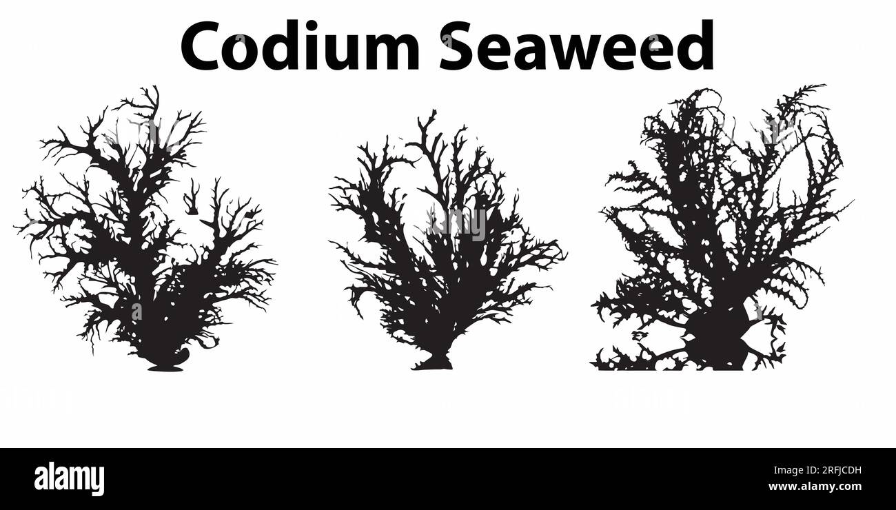 Una serie di immagini vettoriali silhouette corium Seaweed Illustrazione Vettoriale