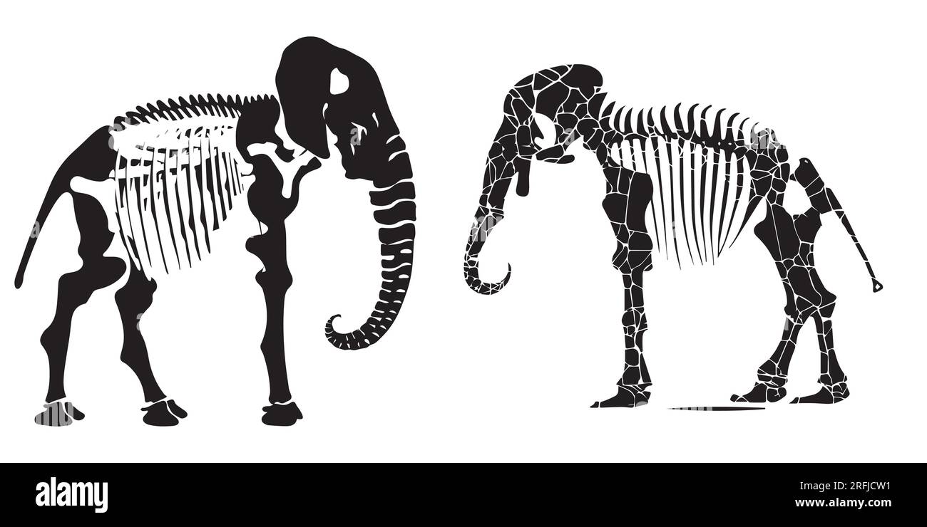 Collezione di illustrazioni vettoriali del cranio dell'elefante Illustrazione Vettoriale