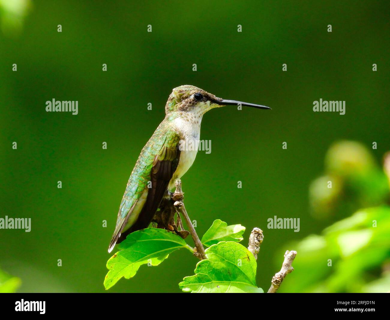 Colibrì con la punta di rubino arroccato su un ramo al sole d'estate Foto Stock