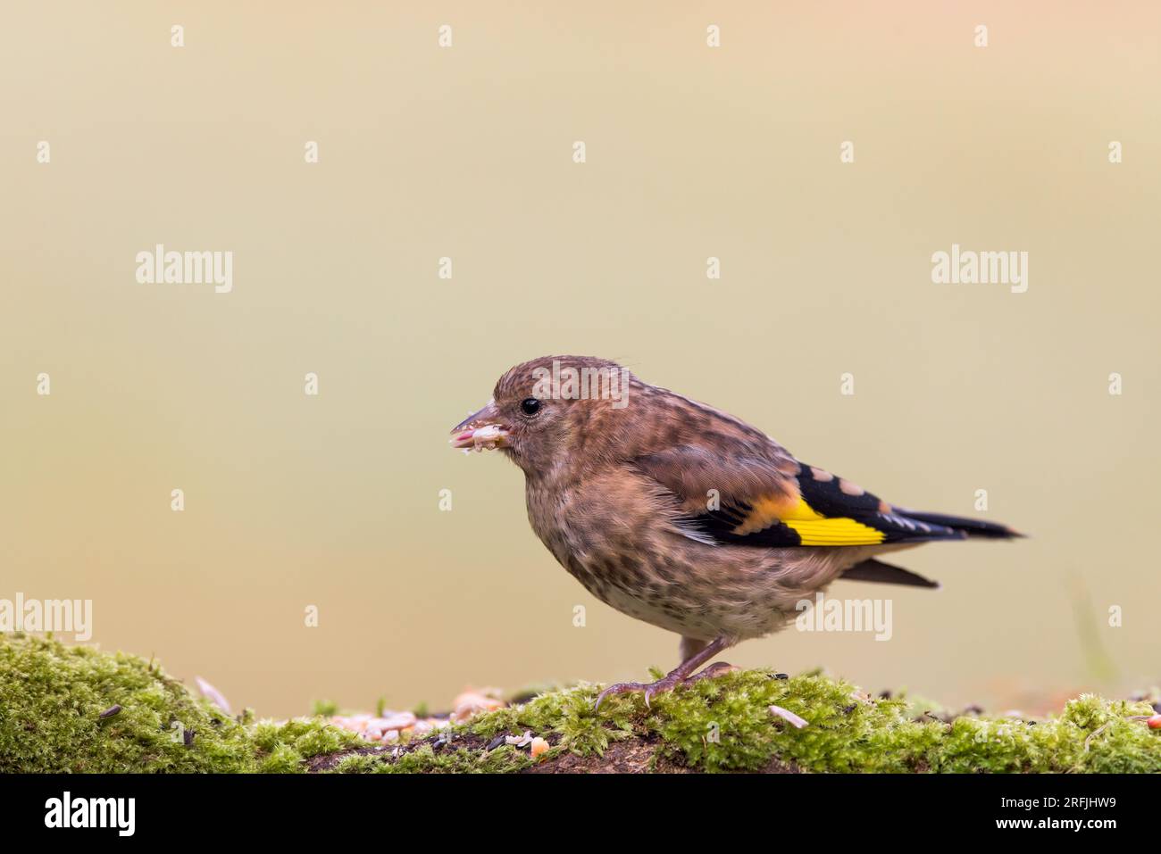 European Goldfinch [ Carduelis carduelis ] uccello giovanile che si nutre di tronchi di muschio esborso Foto Stock