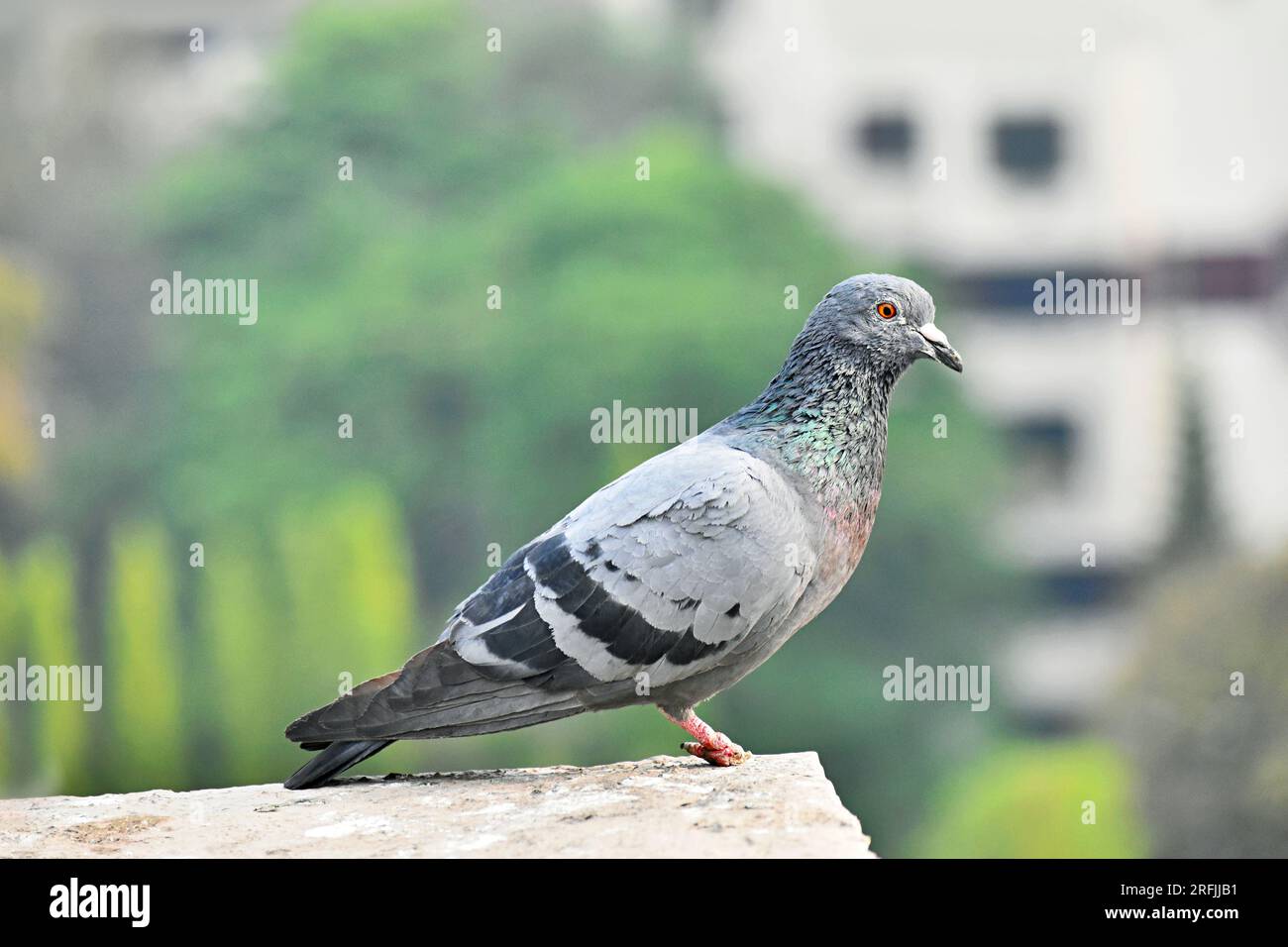 La colomba di roccia, o piccione comune, Columba livia, questo piccione manca i piedi, Pune, Maharashtra, India Foto Stock La colomba di roccia, o piccione comune, Columba livia, questo piccione manca i piedi, Pune, Maharashtra, India Foto Stock