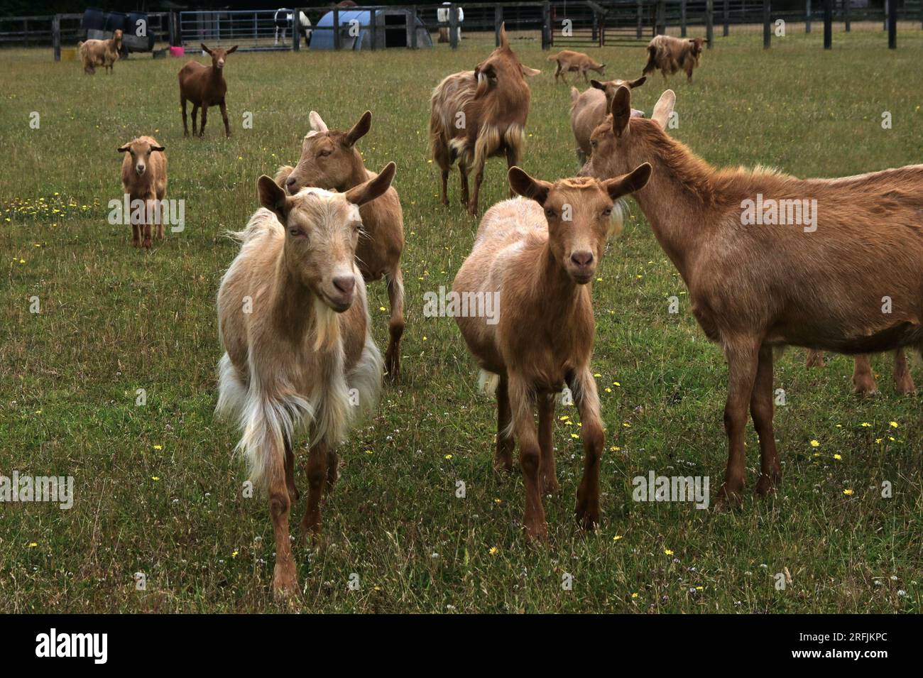 gruppo di capre di guernsey dorate Foto Stock