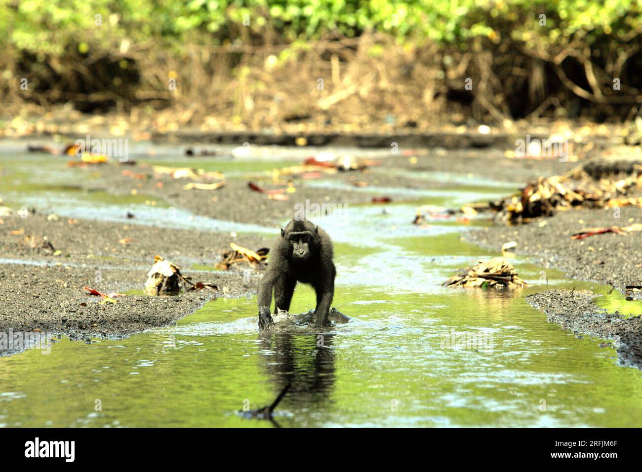 Un macaco a cresta nera di Sulawesi (Macaca nigra) si trova su un torrente vicino a una spiaggia nella foresta di Tangkoko, Sulawesi settentrionale, Indonesia. La temperatura è aumentata nella foresta di Tangkoko e l'abbondanza complessiva di frutta è diminuita, secondo un team di scienziati guidati da Marine Joly, pubblicato sull'International Journal of Primatology nel luglio 2023 (accessibile tramite Springer). "Tra il 2012 e il 2020, le temperature sono aumentate fino a 0,2 gradi Celsius all'anno nella foresta, e l'abbondanza complessiva di frutta è diminuita dell'1% all'anno", hanno scritto. Foto Stock