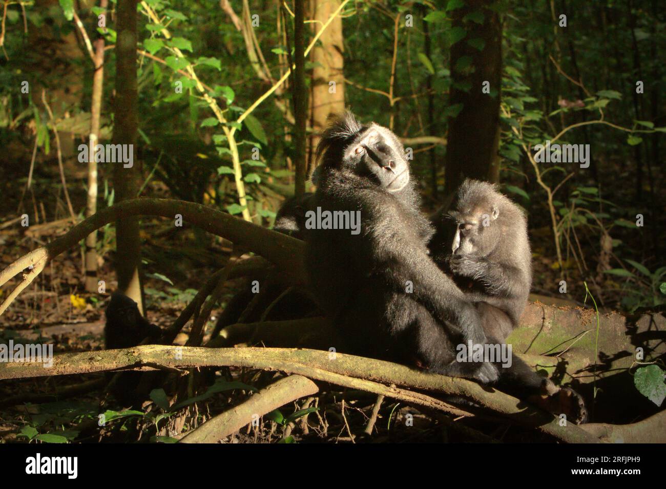 Macachi a cresta nera di Sulawesi (Macaca nigra) nella riserva naturale di Tangkoko Batuangus, Sulawesi settentrionale, Indonesia. La temperatura è aumentata nella foresta di Tangkoko e l'abbondanza complessiva di frutta è diminuita, secondo un team di scienziati guidati da Marine Joly, come pubblicato sull'International Journal of Primatology nel luglio 2023. "Tra il 2012 e il 2020, le temperature sono aumentate fino a 0,2 gradi Celsius all'anno nella foresta, e l'abbondanza complessiva di frutta è diminuita dell'1% all'anno", hanno scritto. Foto Stock