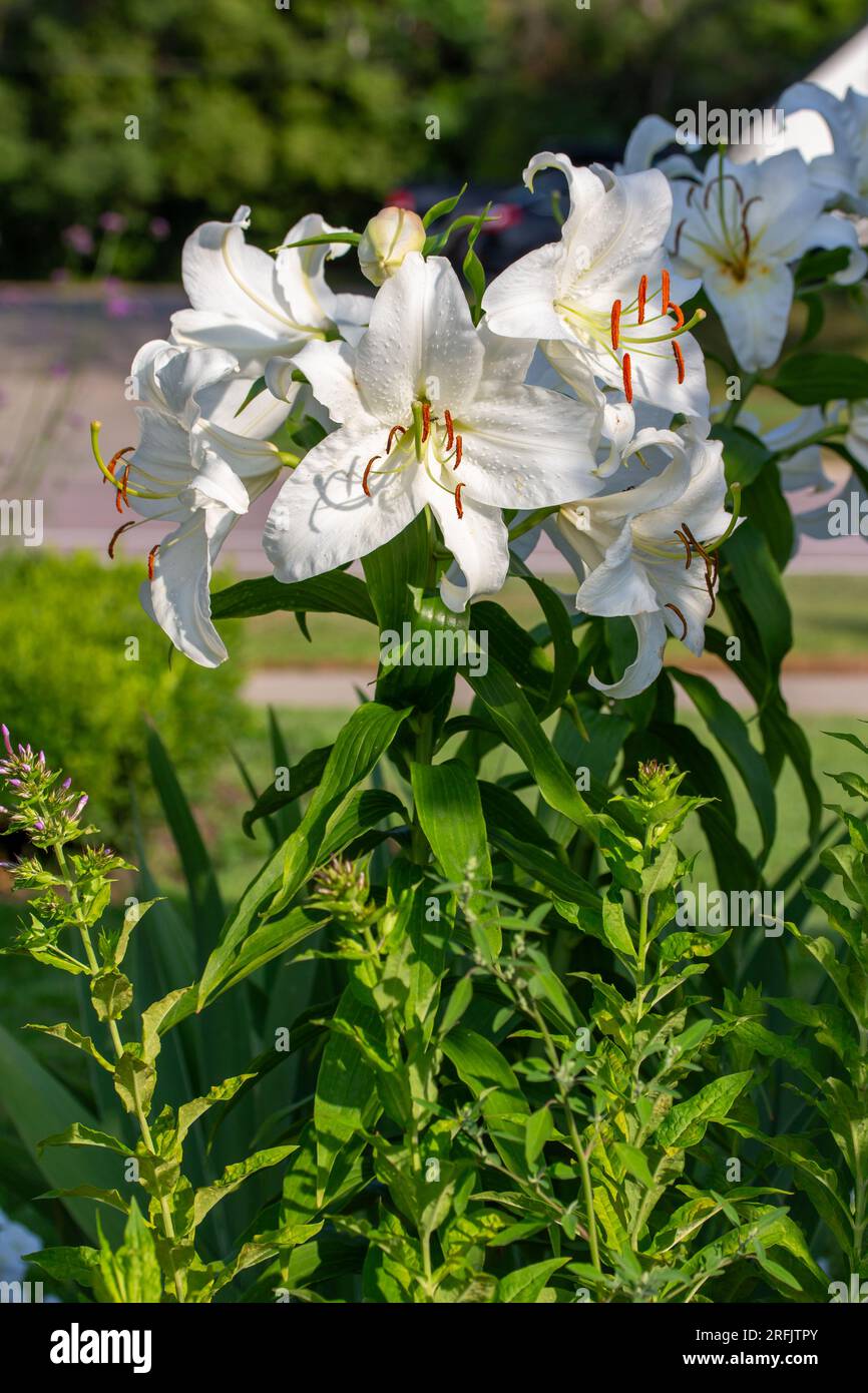 Vista ravvicinata di una pianta di giglio orientale (lilio) con bellissimi grandi fiori bianchi, che fioriscono in un giardino soleggiato in prima serata Foto Stock