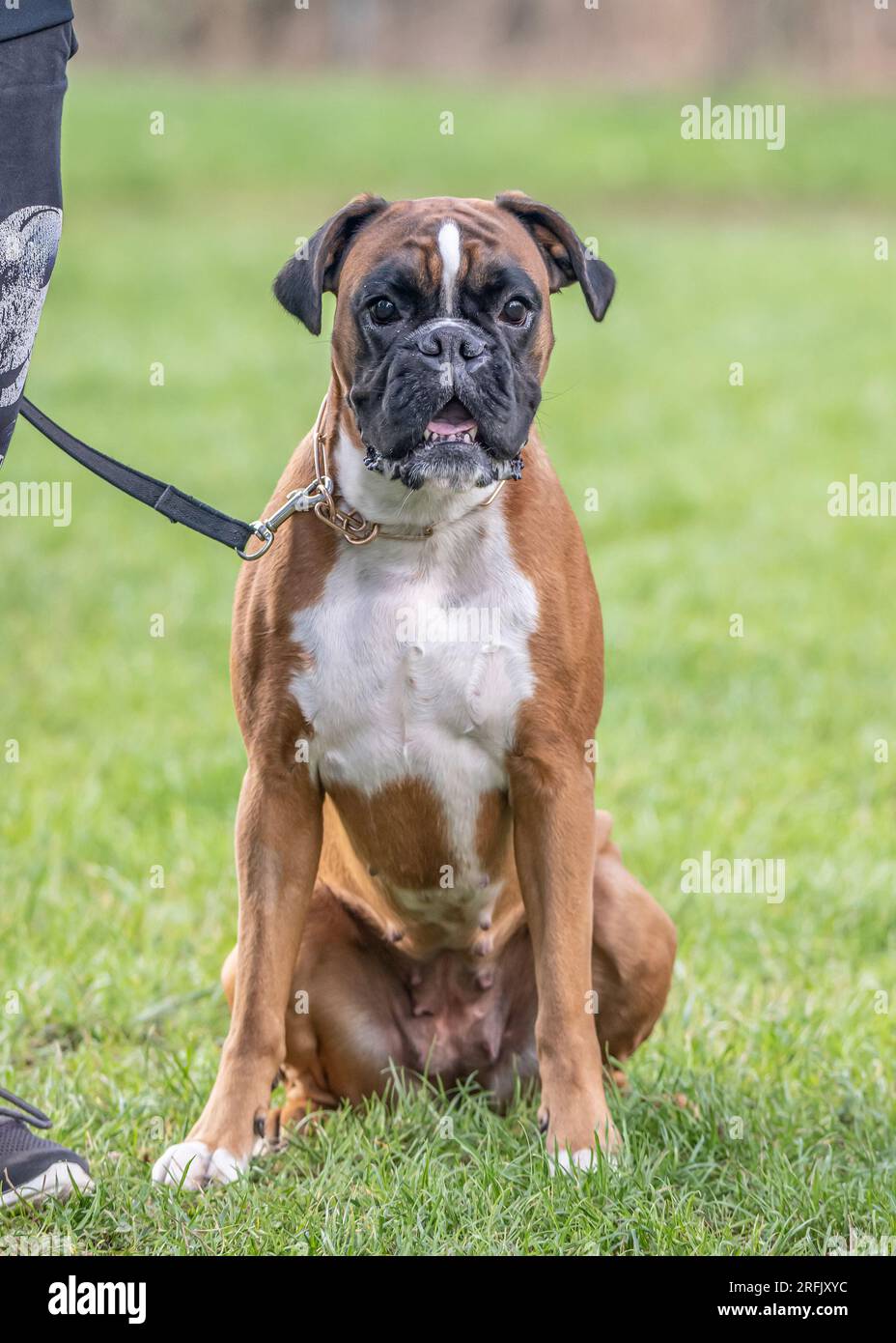 Bellissimo Boxer Dog tedesco seduto di fronte al gras verde in un parco che sembra carino. Foto Stock