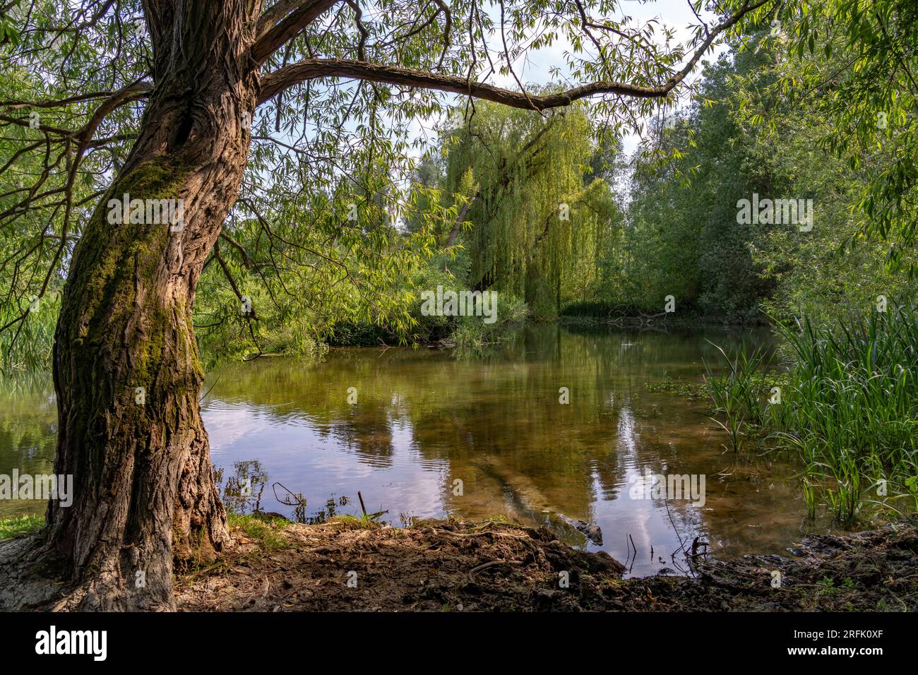 Flusslandschaft an der Themse bei Port Meadow a Oxford, Oxfordshire, Inghilterra, Großbritannien, Europa | paesaggio fluviale del Tamigi a Port Meadow a Oxf Foto Stock