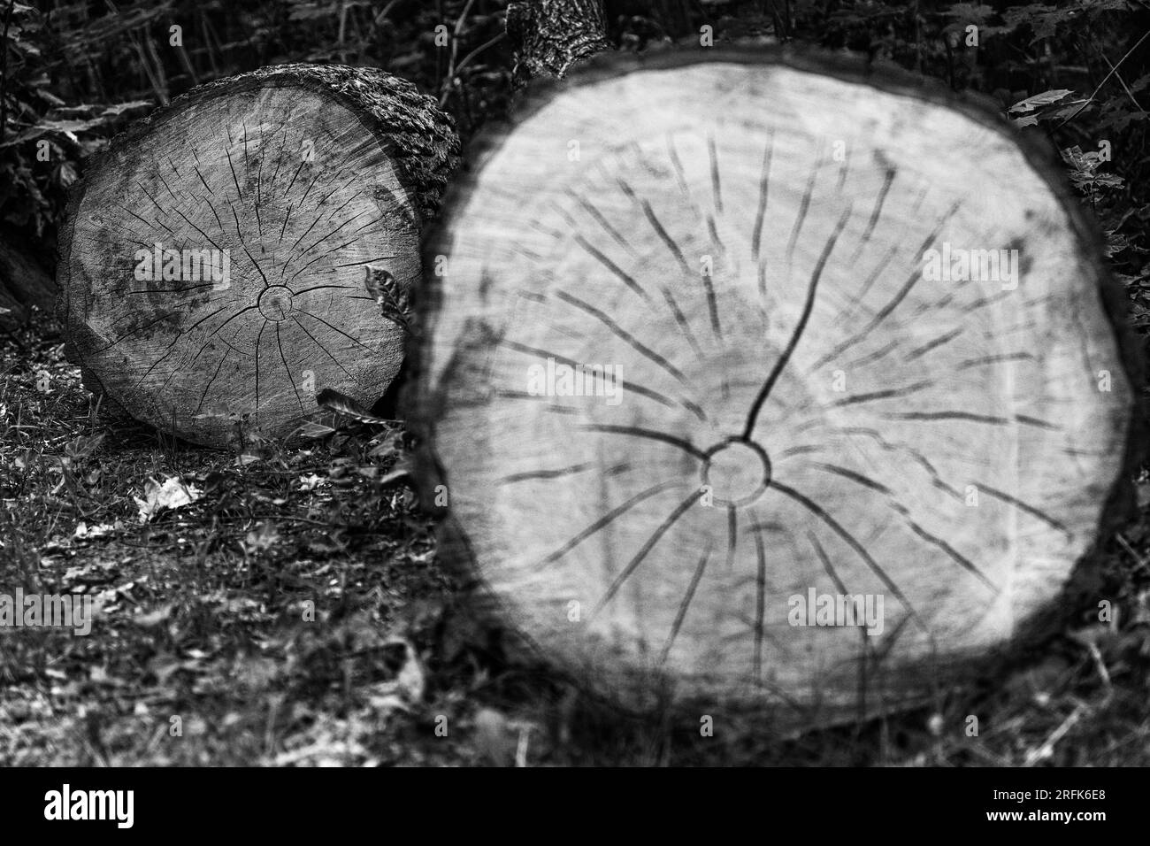 Legno a Großer Garten, Dresda Foto Stock
