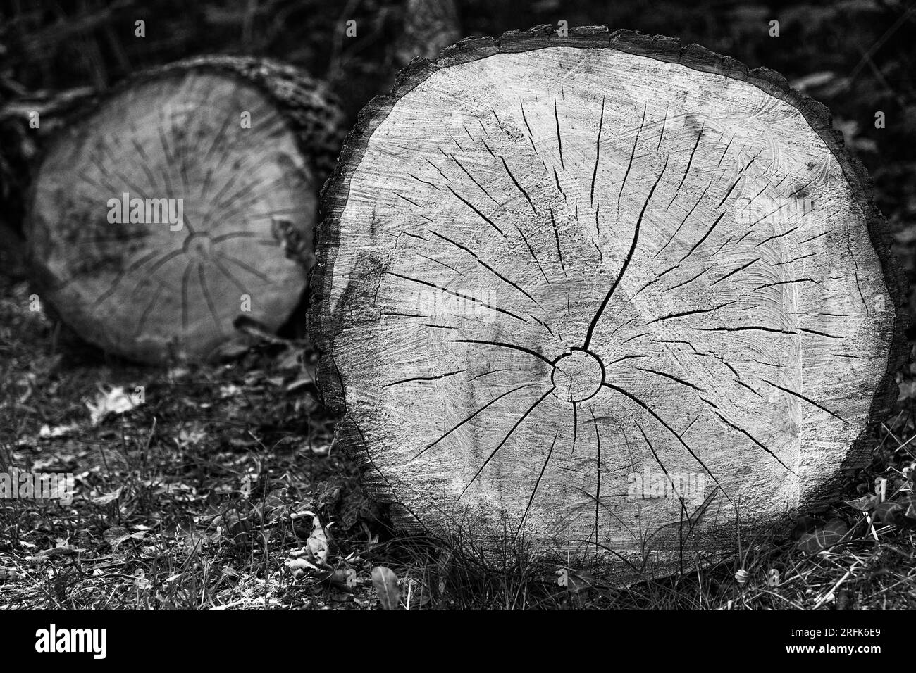 Legno a Großer Garten, Dresda Foto Stock