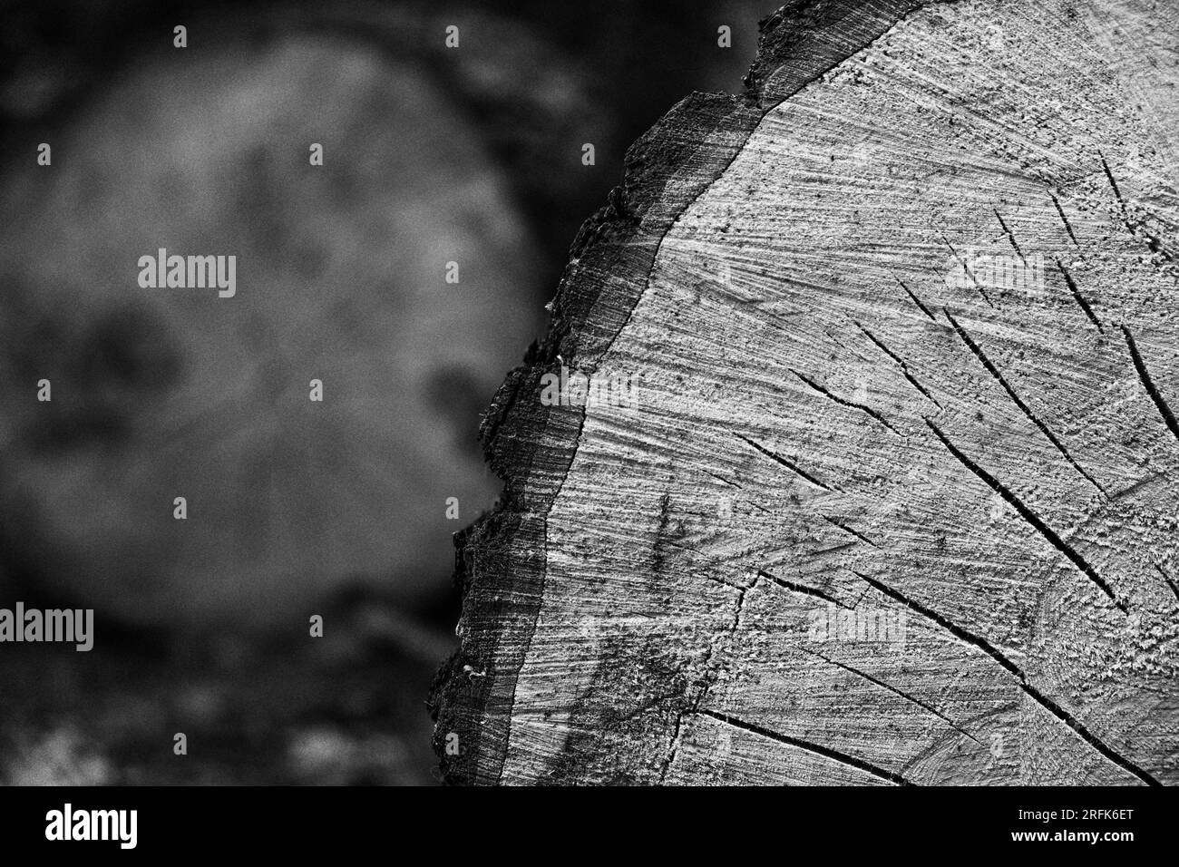 Legno a Großer Garten, Dresda Foto Stock