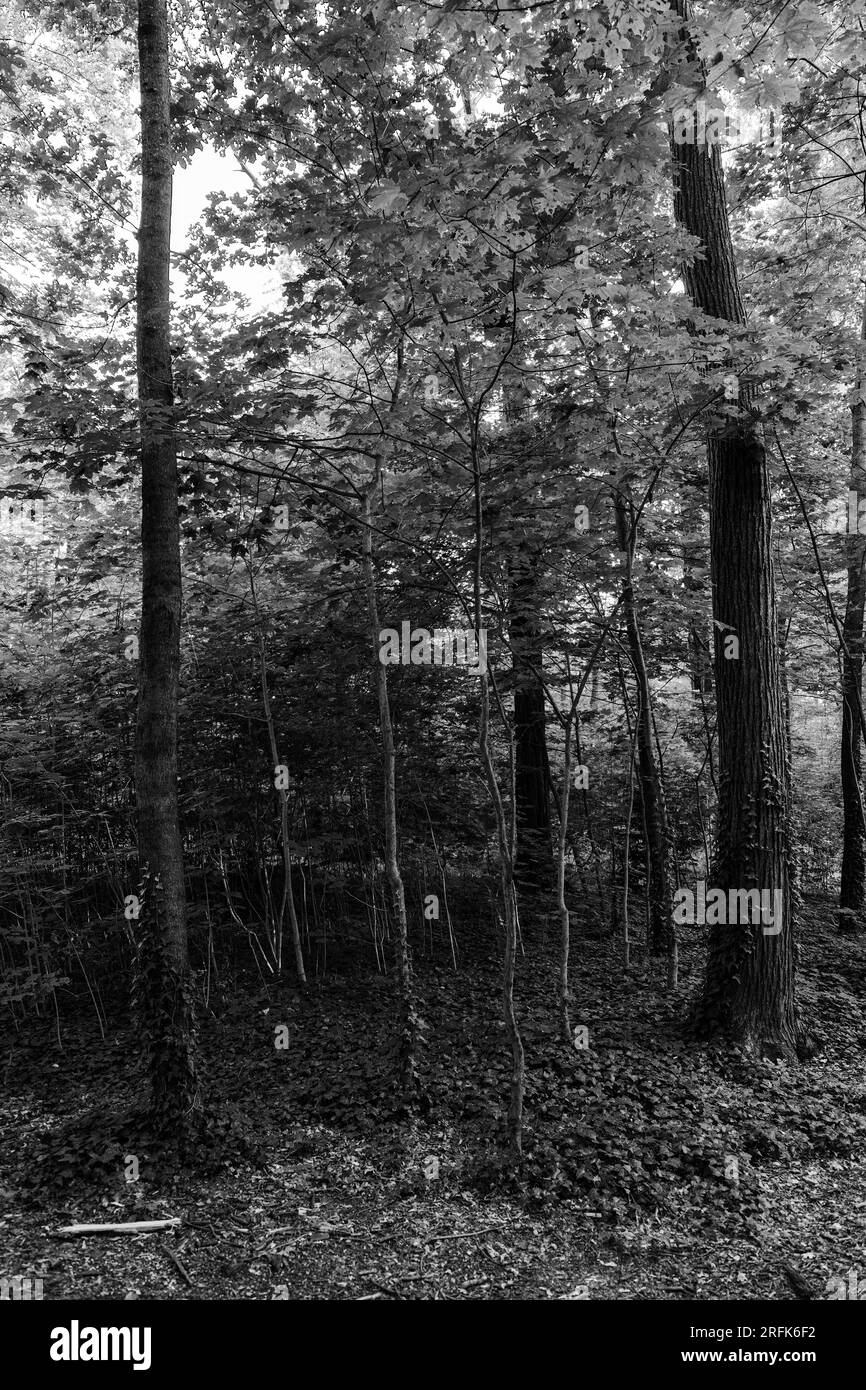 Legno a Großer Garten, Dresda Foto Stock