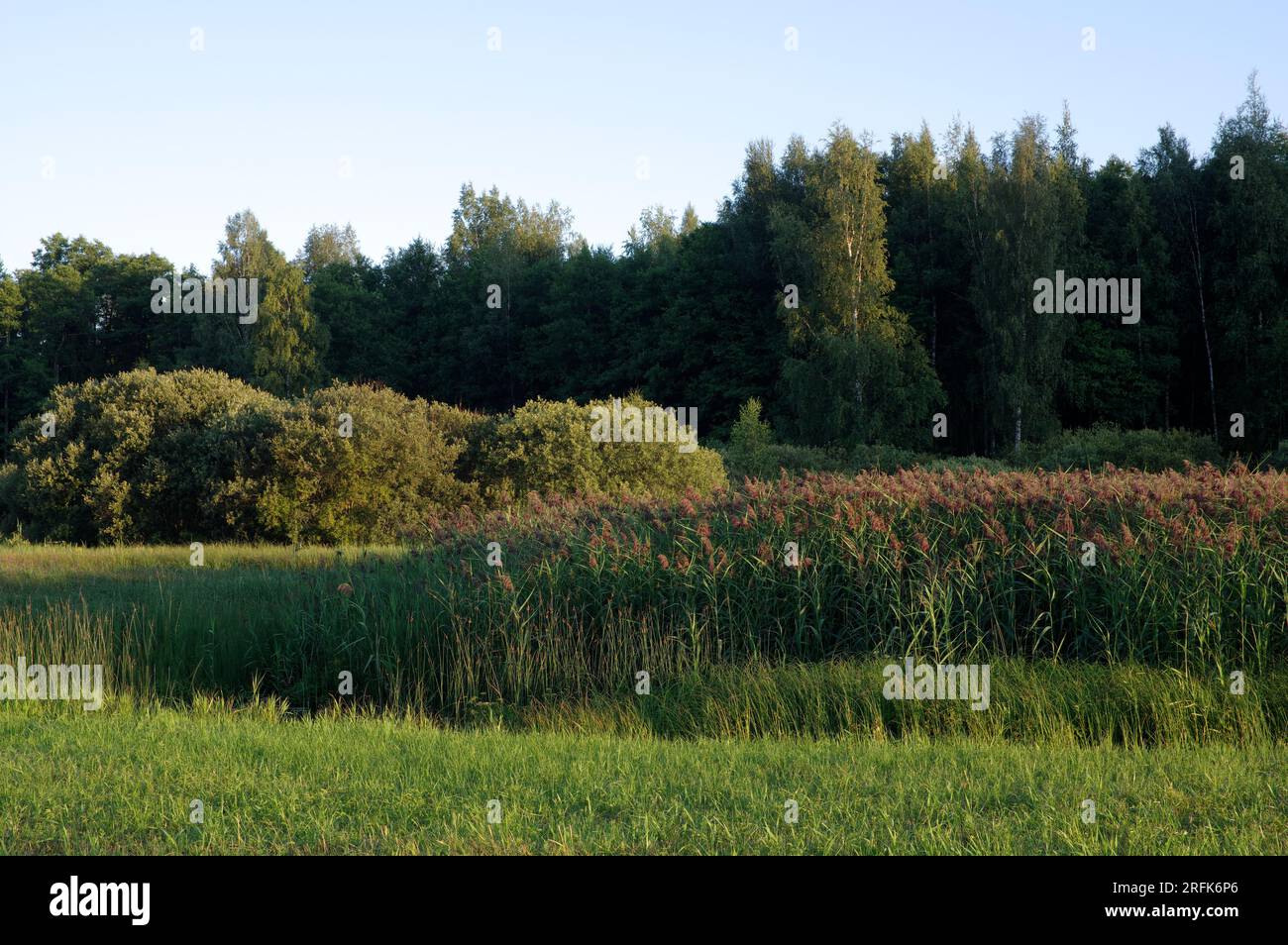 Paesaggio naturale estivo in Estonia in diverse sfumature di verde Foto Stock