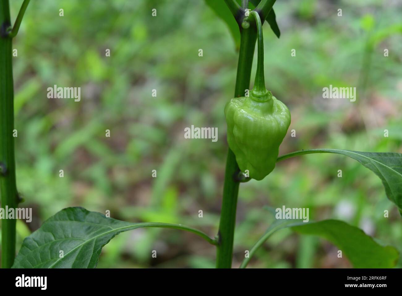 Vista ravvicinata di un frutto verde e immaturo del peperoncino Capsicum Chinense, il frutto pende sullo stelo della pianta del peperoncino Foto Stock