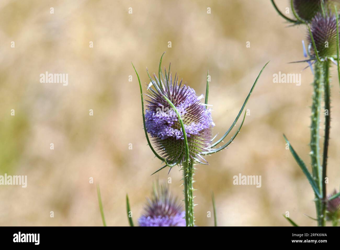 Gewächse in Feld und Flur Foto Stock