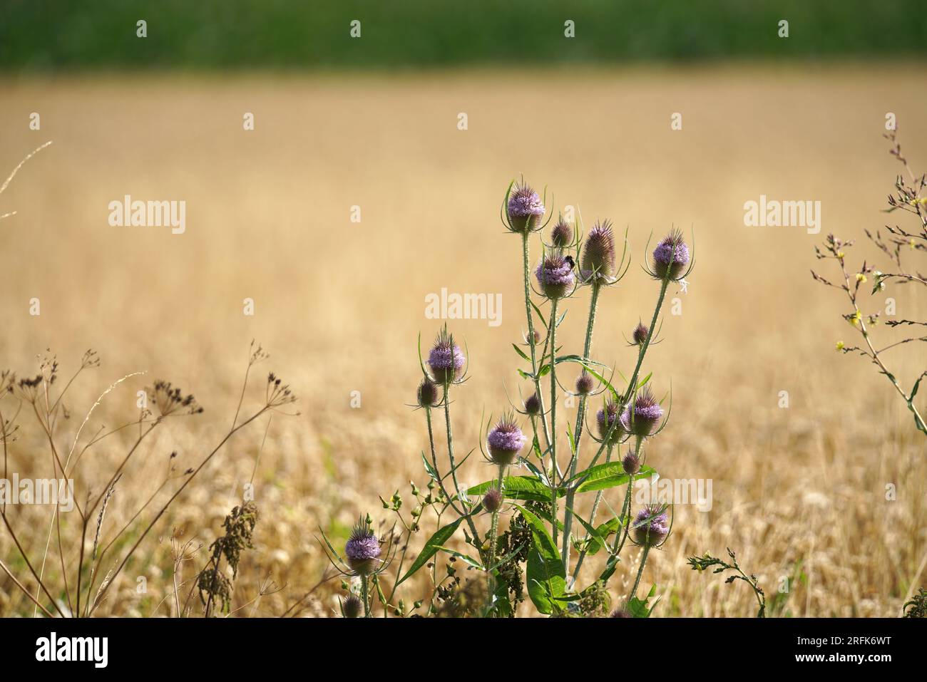 Gewächse in Feld und Flur Foto Stock