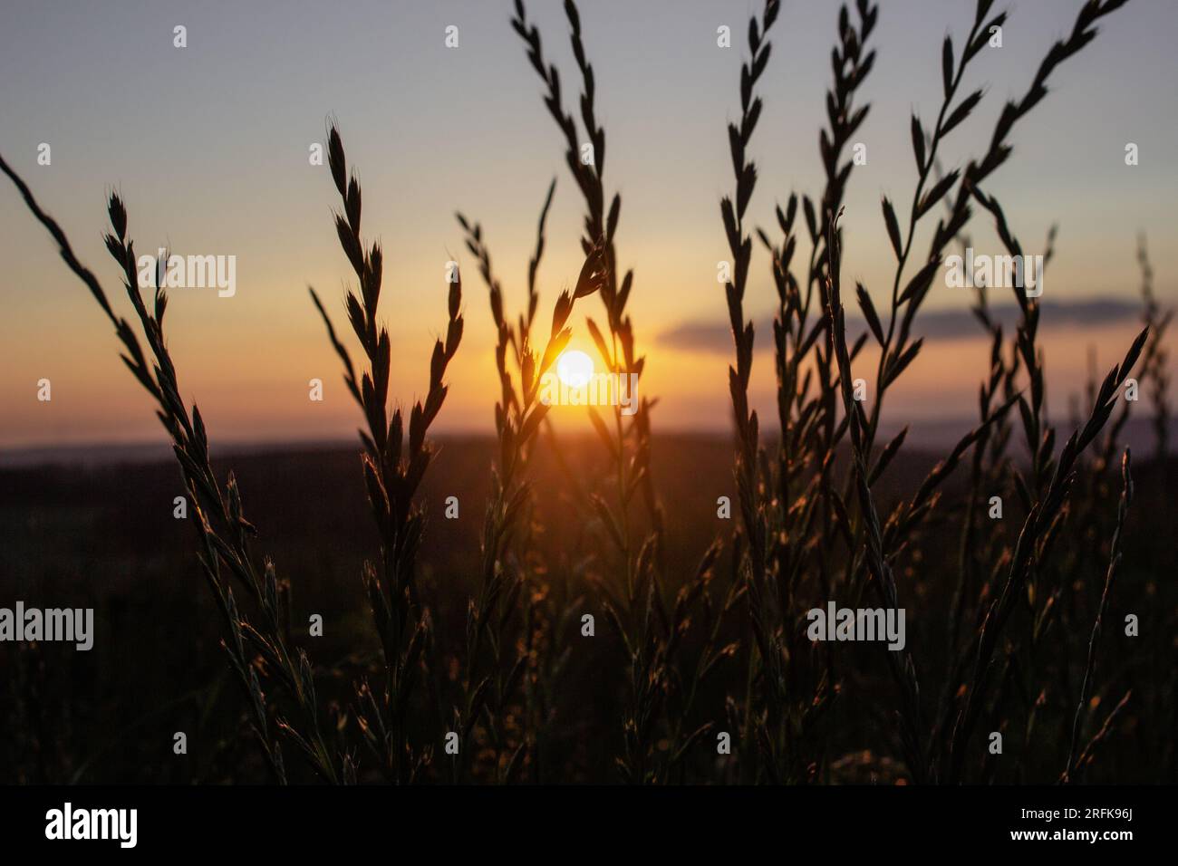 Tramonto tra i campi di grano Foto Stock