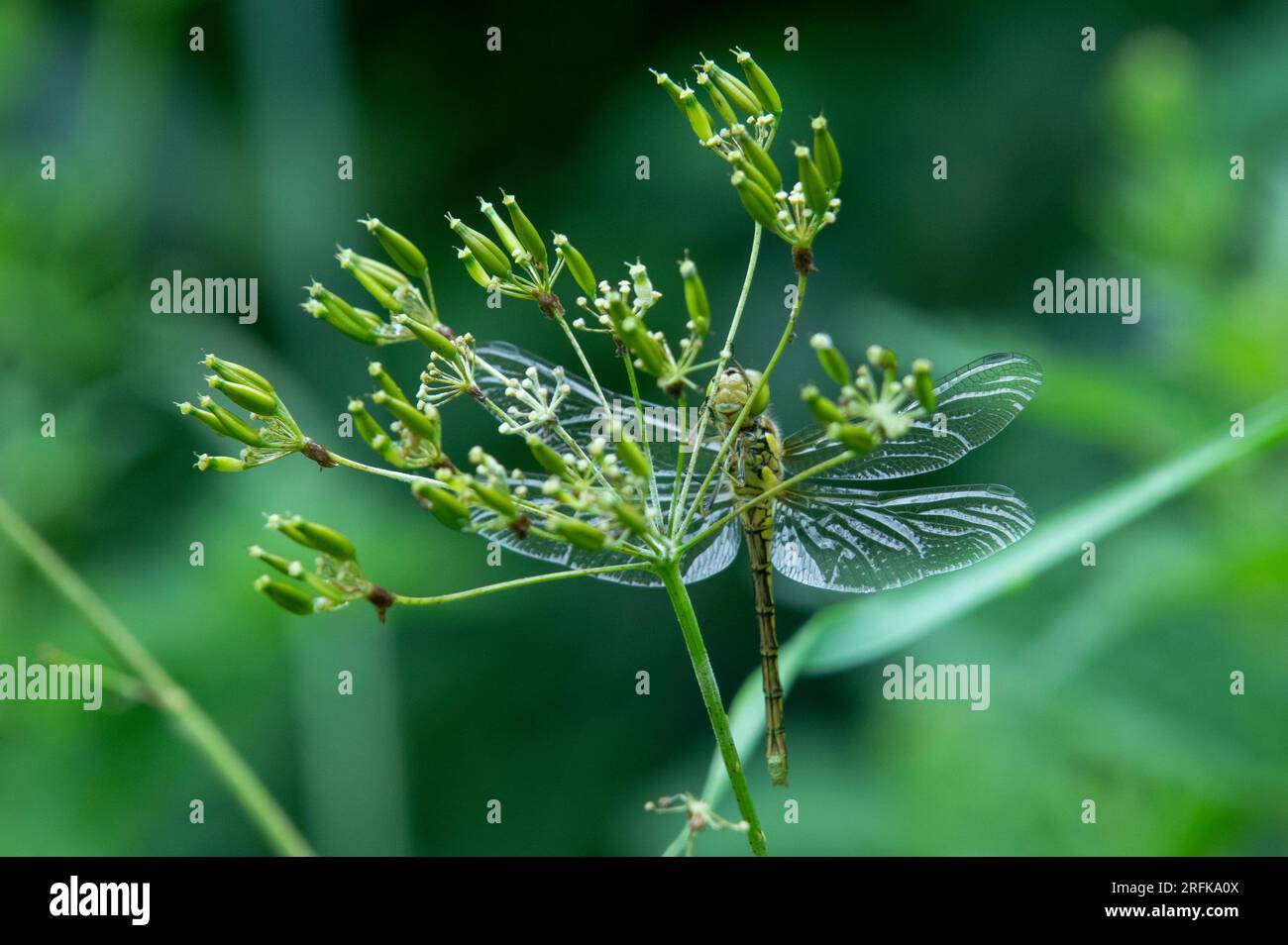 Nuova libellula Common Darter Foto Stock