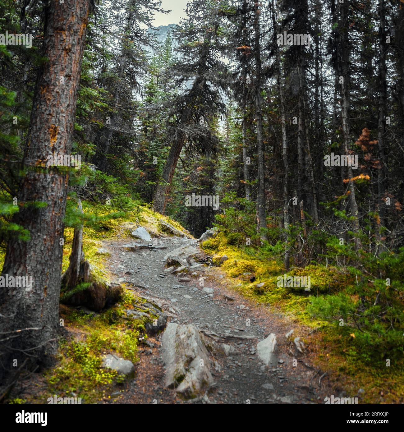 Sentiero di montagna attraverso una fitta foresta nella Columbia Britannica Foto Stock