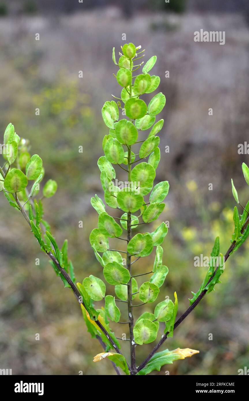 In natura, l'arvense di Thlaspi cresce tra le erbe selvatiche Foto Stock