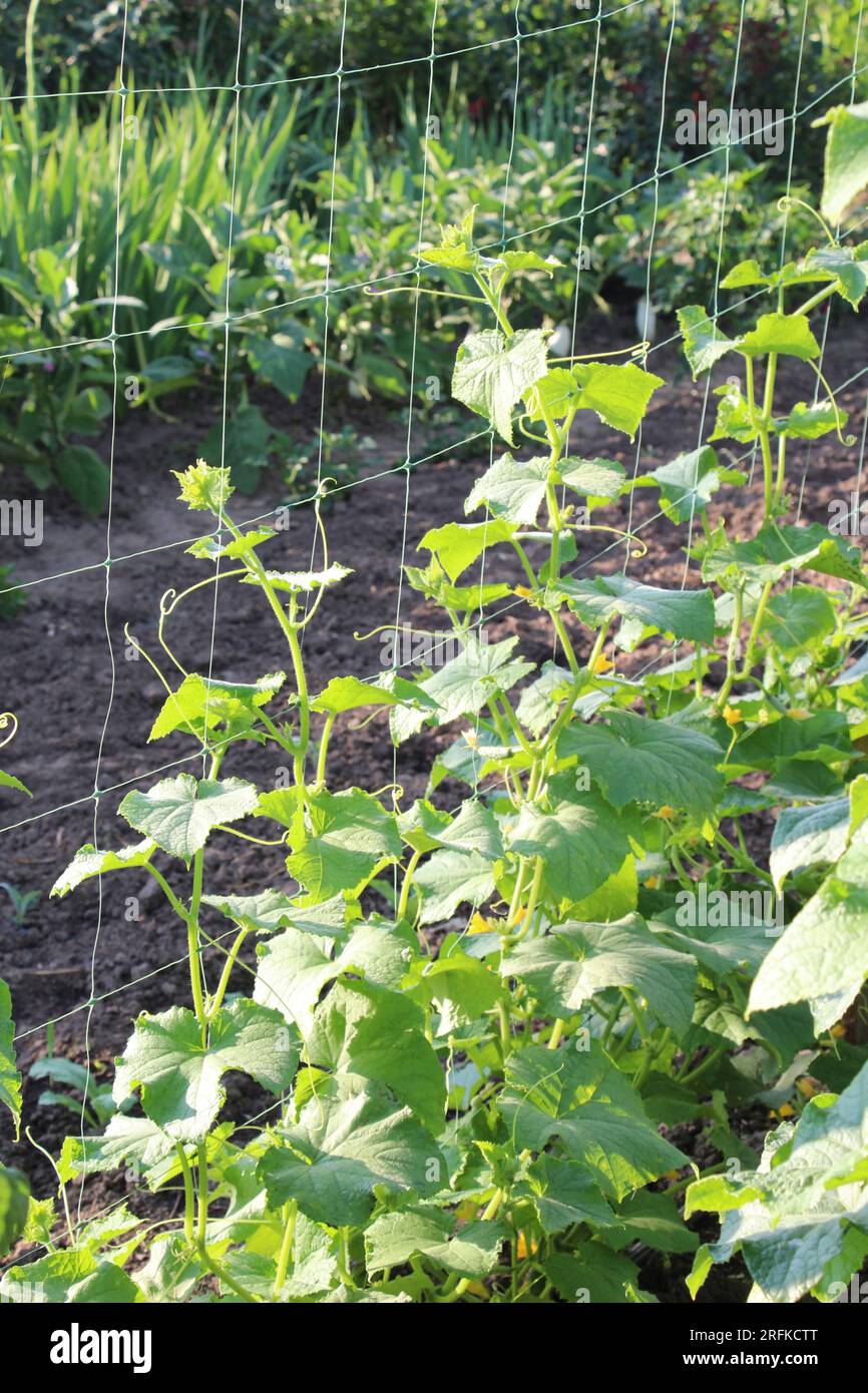 Nel giardino, il trellis è usato per la coltivazione dei cetrioli Foto Stock