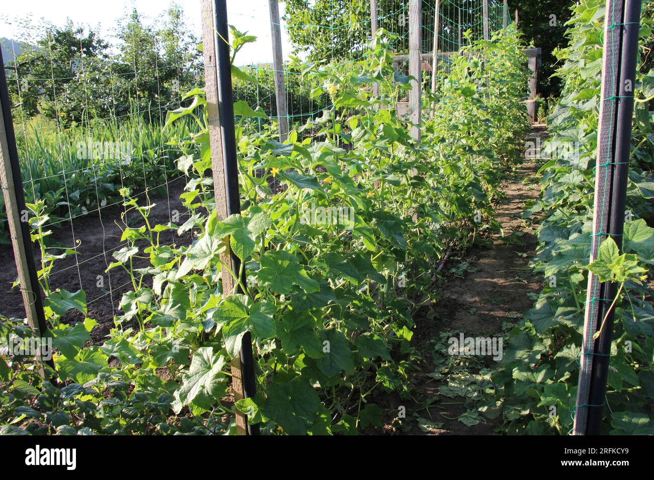 Nel giardino, il trellis è usato per la coltivazione dei cetrioli Foto Stock
