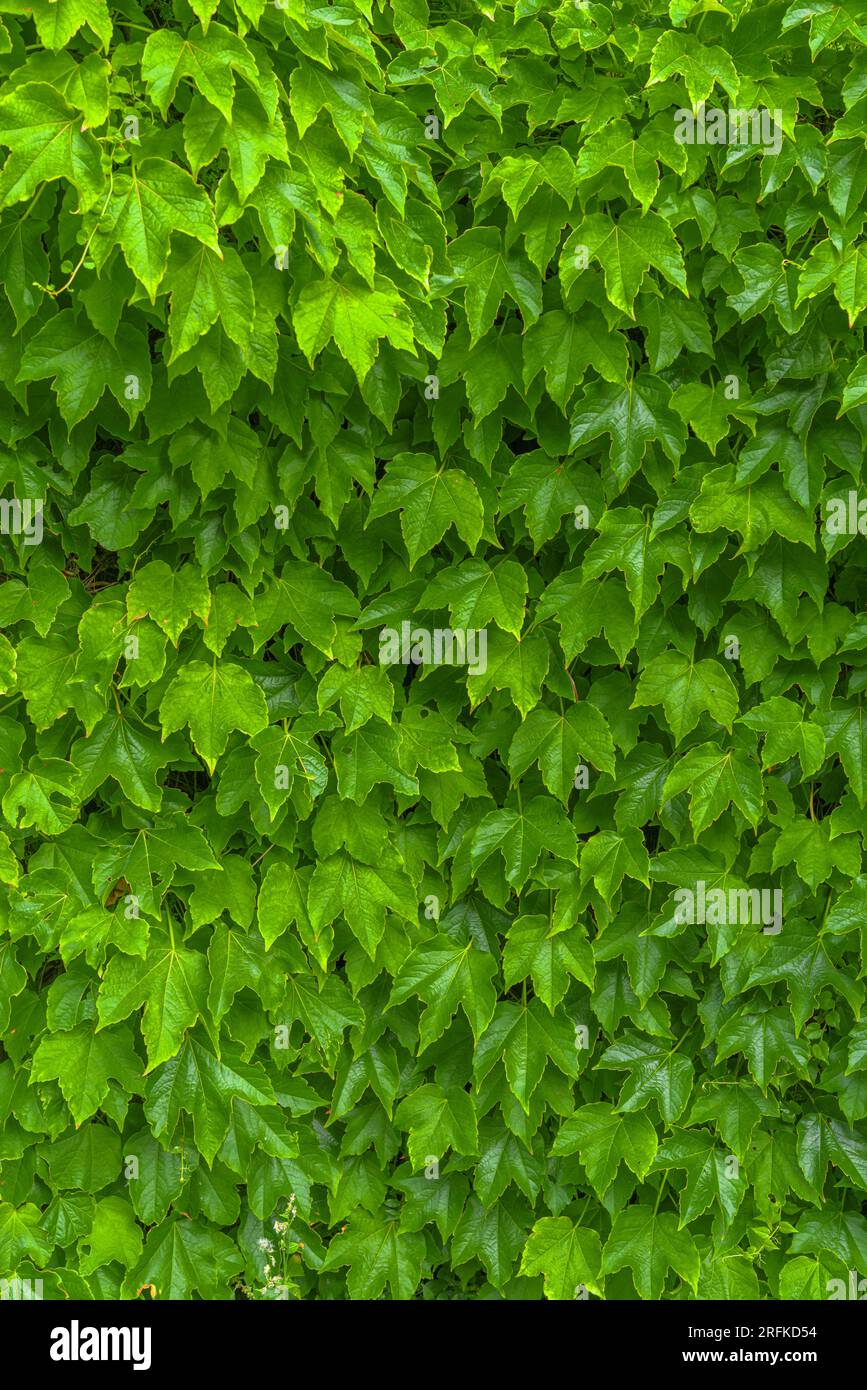 Parete completamente ricoperta di foglie molto verdi Foto Stock