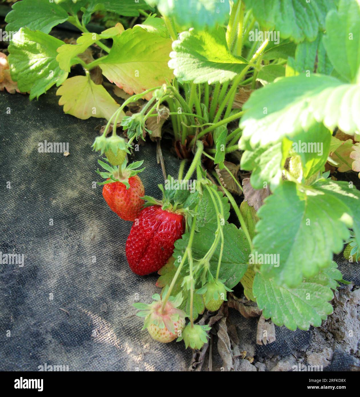 Coltivazione di fragole nel terreno aperto con un film nero Foto Stock