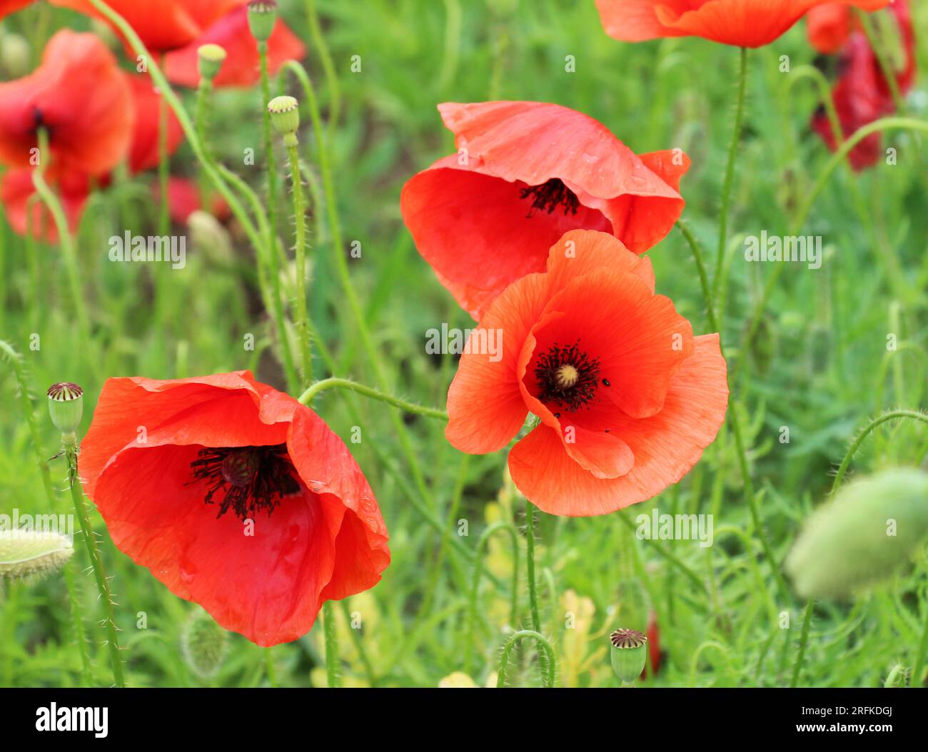 Il papavero selvatico (Papaver rhoeas) fiorisce in estate Foto Stock