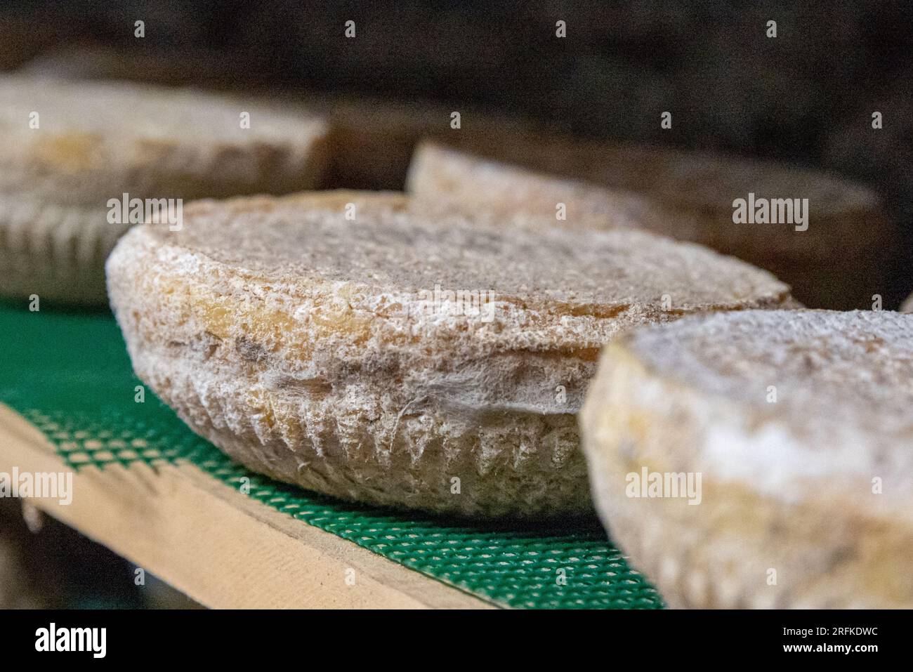 The Gourmet Artisanal Cheese Journey Foto Stock