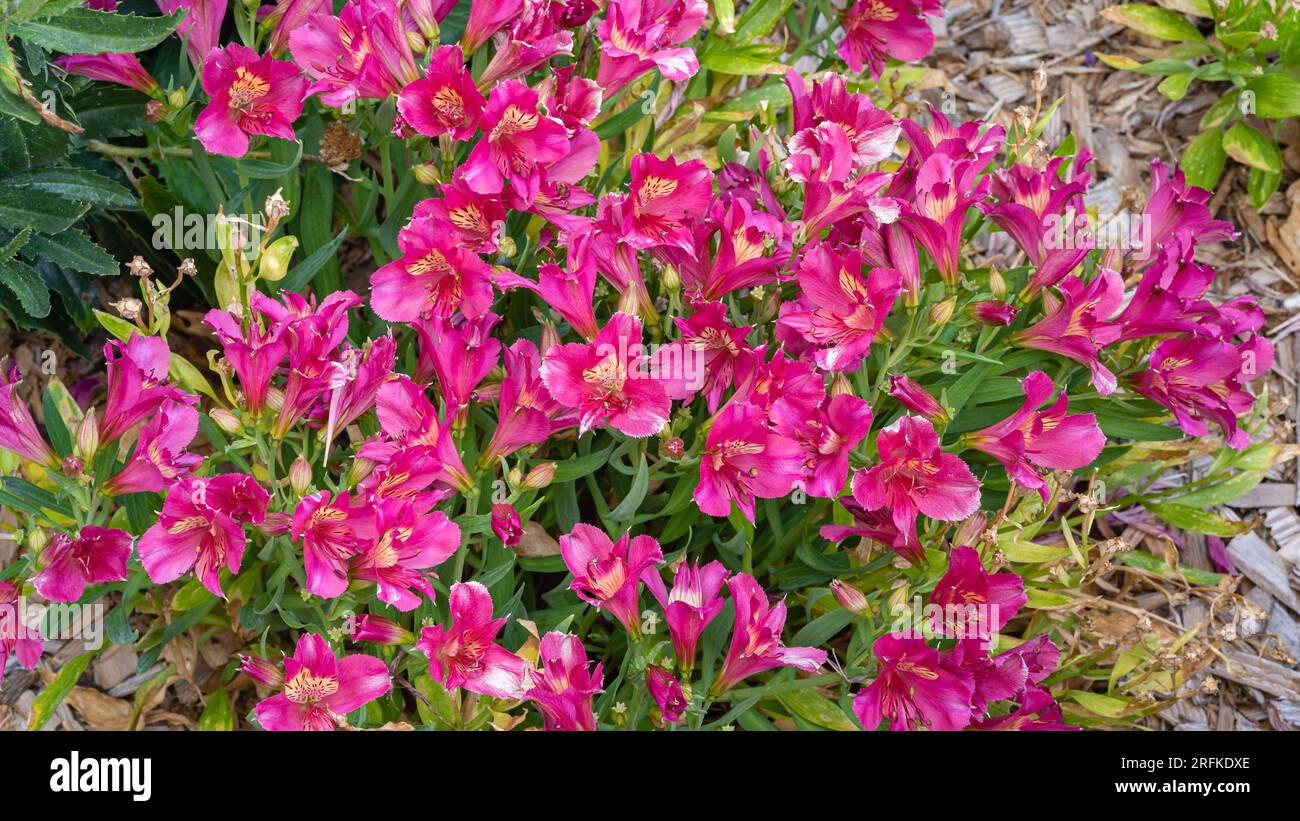 Vista ravvicinata dei luminosi e colorati fiori rossi rosa e gialli dell'alstroemeria, conosciuta anche come giglio peruviano o giglio degli Inca, che fiorono all'aperto in giardino Foto Stock